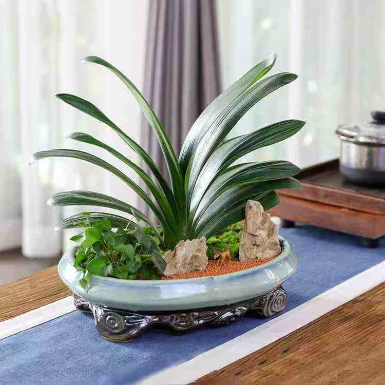 今天给梁总办公室换一盆君子兰