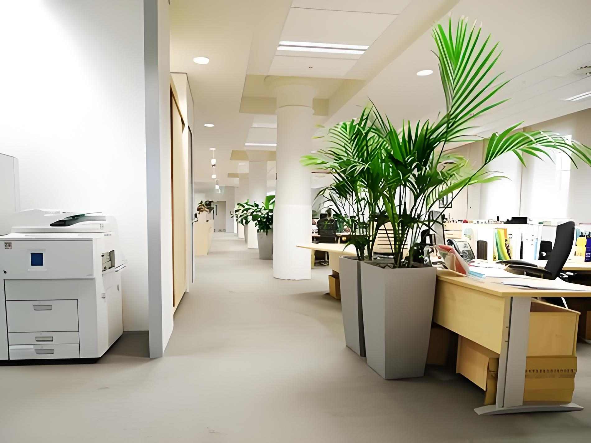 聊聊西安的绿植租赁市场前景