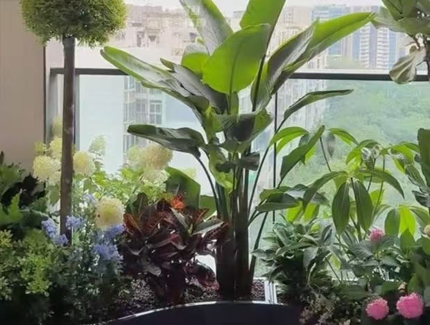 给金辉世界刘先生打造生态阳台