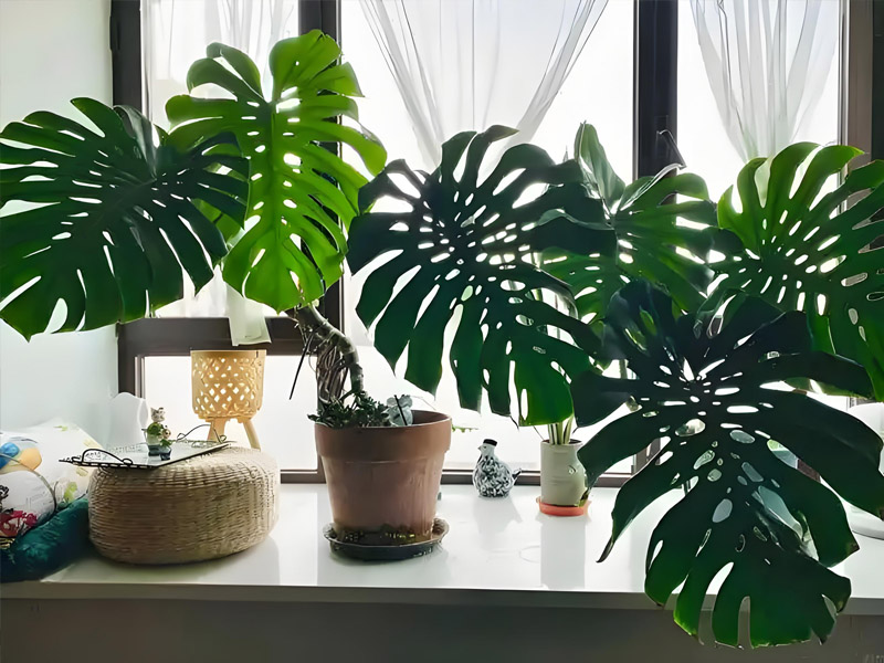 西安新房装修十大除甲醛绿植，西安绿植租赁能帮到你