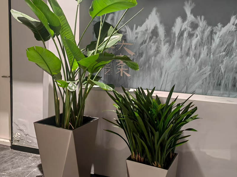 西安千百卉为星级酒店量身定制绿植造景，专业的西安花卉租赁哪家