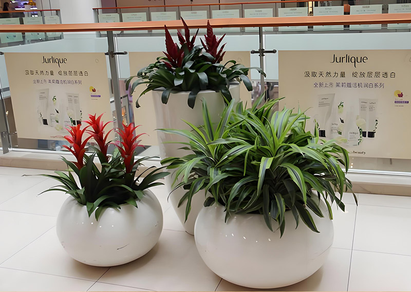 西安绿植租赁公司哪家好，西安千百卉解锁三甲医院绿植租摆全新造