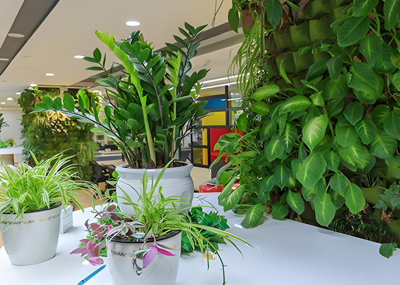 绿意赋能空间：西安芬芳园艺，专业绿植租赁服务专家