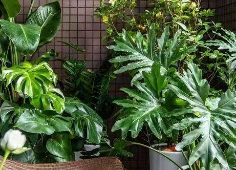 西安绿植租赁市场寻珍，如何选择最佳服务商？