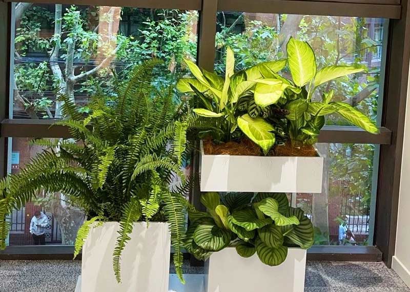 西安酒店绿植租赁“颜值竞赛”,西安绿植租赁哪家专业