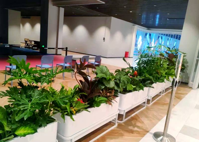 高新区的晨光绿意，弈思科技公司绿植租摆