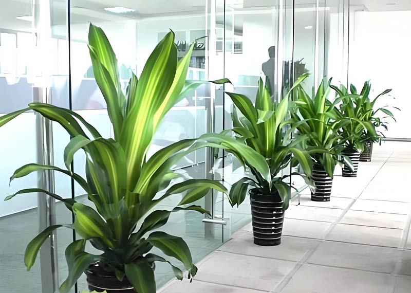 城墙根的午后交响，朱雀门边的老牌律所更换绿植