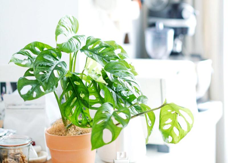 实用守护者——西安秋冬室内绿植挑选指南