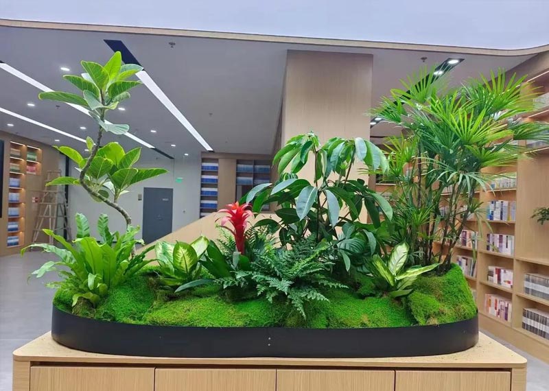 氛围营造家——西安秋冬室内绿植挑选指南