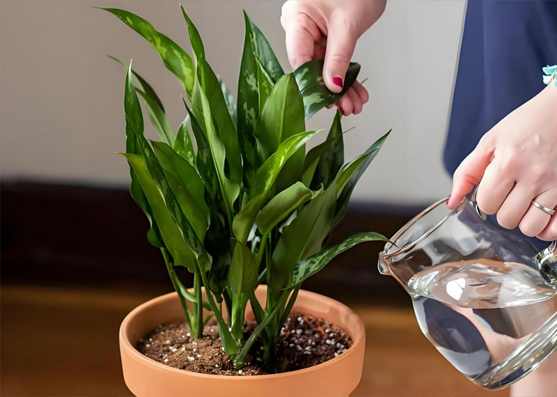 科学守护，让绿色温暖西安寒冬——西安芬芳园艺秋冬养护实战篇