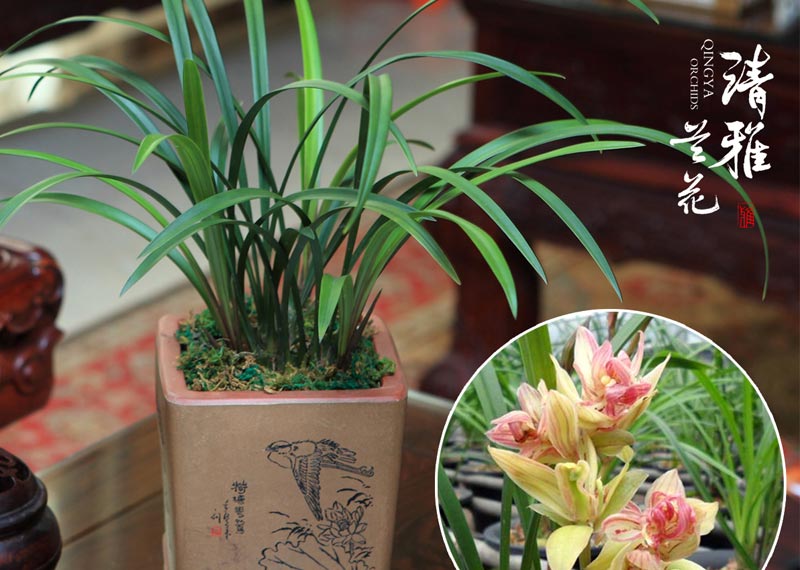 未病先防，以专业守护每一片绿叶——芬芳园艺秋冬植保与应急篇