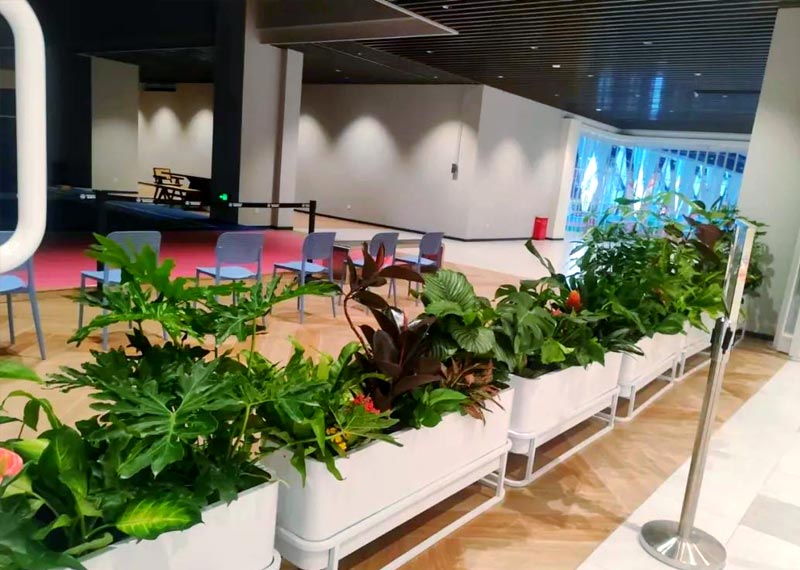 领航古都绿色风尚，打造绿植租摆行业新标杆