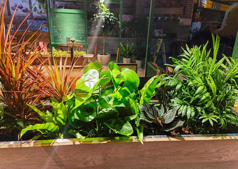 根植西安，叶茂商林——论芬芳园艺的专业根基与市场影响力