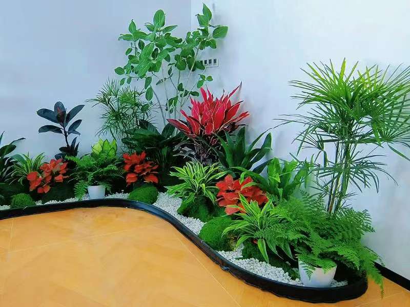 西安芬芳园艺给曲江企业办公室摆放绿植