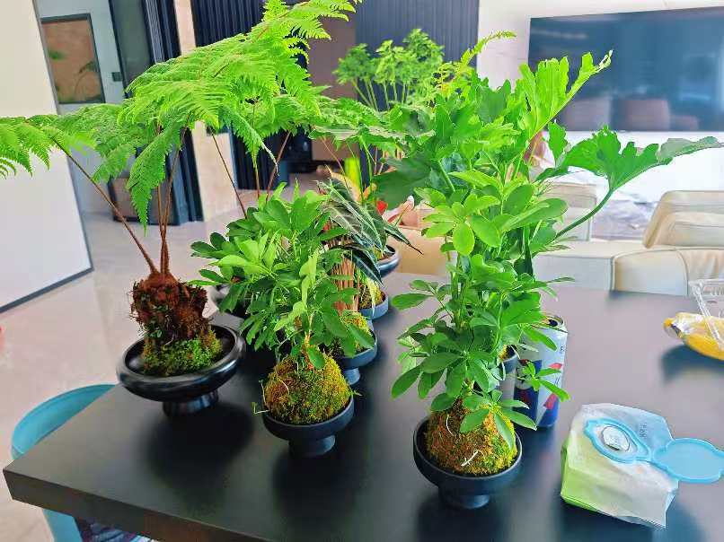 西安千百卉——您的24小时绿色管家