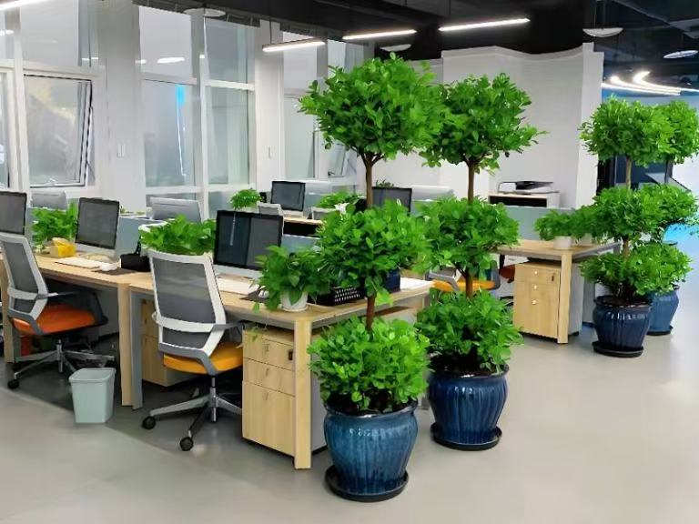 西安千百卉绿植租赁，品牌实力与政府采购背书