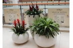 西安绿植租赁公司哪家好，西安千百卉解锁三
