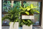 西安酒店绿植租赁“颜值竞赛”,西安绿植租