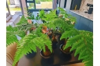 西安绿植租赁l良心推荐：西安千百卉，高新