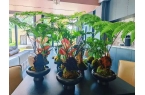 西安花卉租赁，深耕雁塔本土服务！西安千百