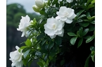 栀子花养殖技术：浇水和湿度的控制